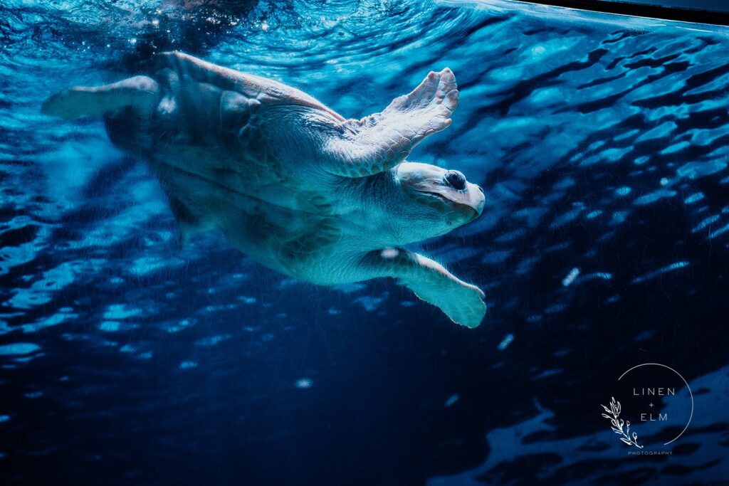 Turtle In Aquarium Lbgtq Cincinnati Wedding Photographer Newport Aquarium |